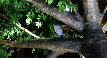 鳳棲梧桐，光臣智科鳥語系列LED投射燈實景應用